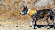 Orange Dog Bandana Size Hi Visibility Reflective Blaze Orange Bandana for Pets Safety Accessories for Walking Camping and Off Leash Exploratio